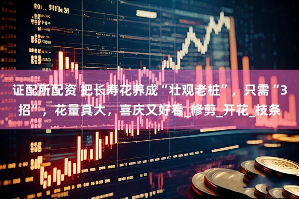 证配所配资 把长寿花养成“壮观老桩”，只需“3招”，花量真大，喜庆又好看_修剪_开花_枝条