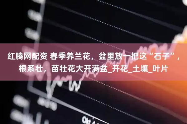 红腾网配资 春季养兰花，盆里放一把这“石子”，根系壮，苗壮花大开满盆_开花_土壤_叶片